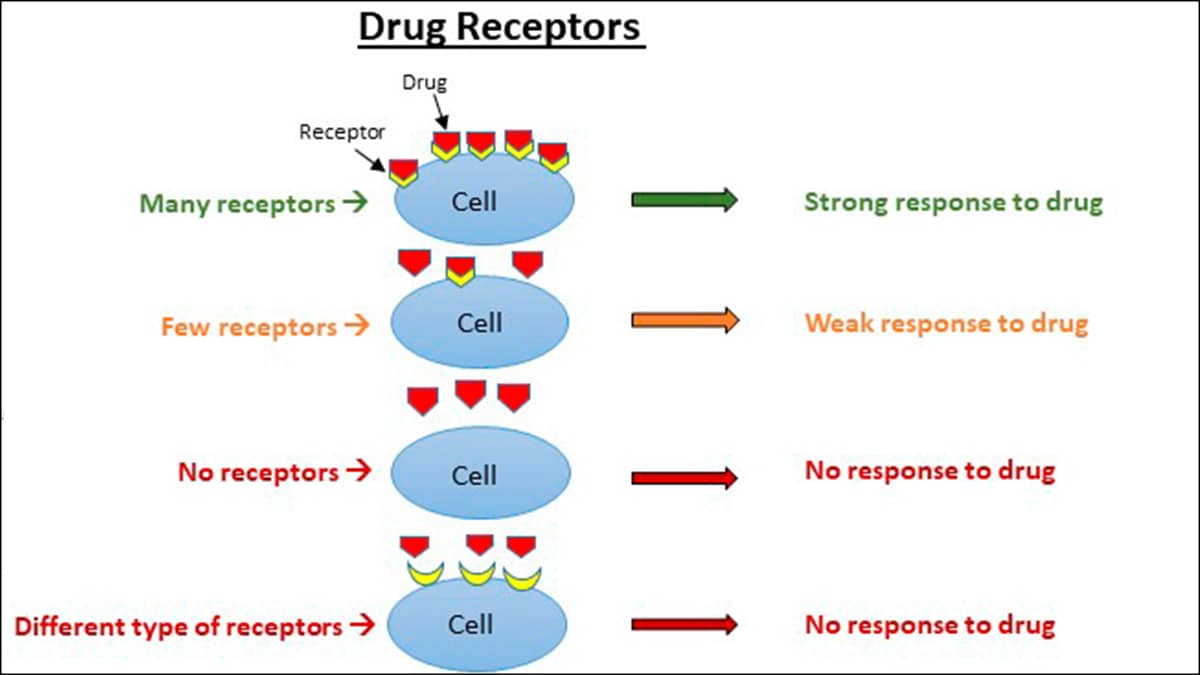 Diagram showing cell with many receptors for the drug and arrow pointing to strong response to drug, cell with few receptors for the drug and arrow pointing to weak response to drug, cell with no receptors for drug and arrow pointing to no respond to drug, and cell with different receptors that the drug cannot attach to, with arrow pointing to no response to drug.