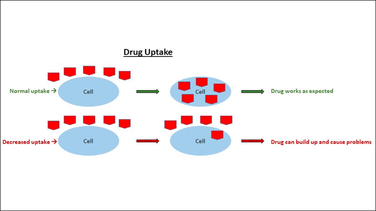 Diagram showing cell with normal uptake of drug and drug inside cell, with arrow pointing to drug works as expected and cell with decreased uptake of drug and less drug inside cell, with arrow pointing to drug can build up and cause problems.