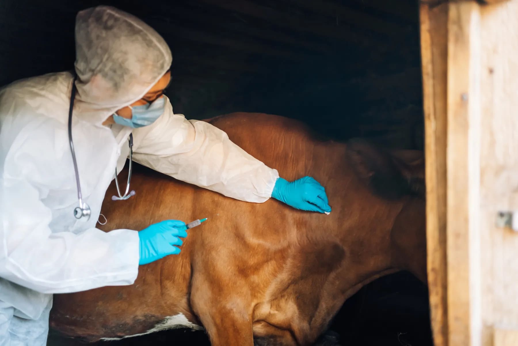 A person in white protective gear and blue gloves leans over to examine a brown cow.