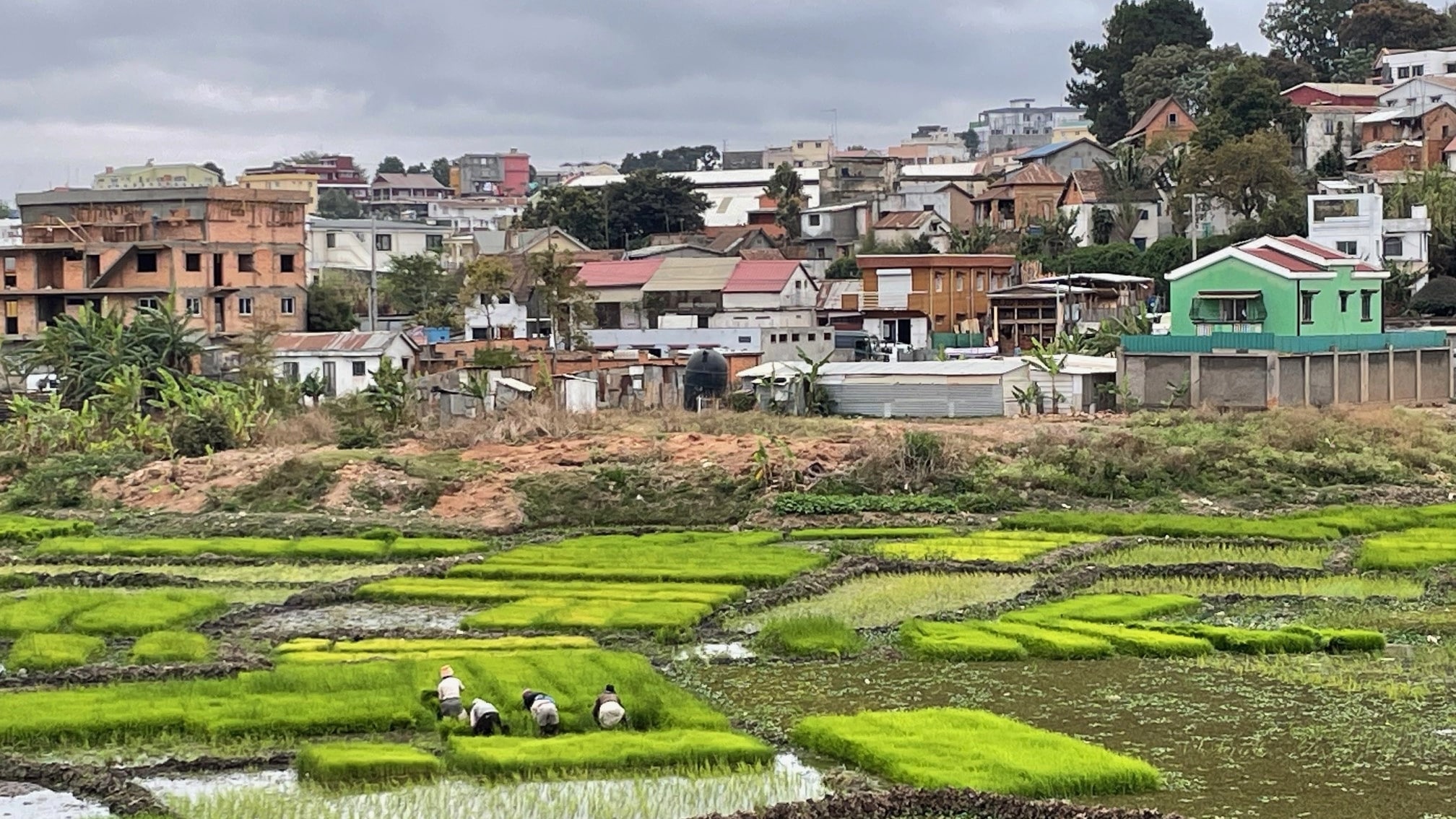 Green rice paddies lie in front of homes in the background. Four small figures crouch down in the field to cultivate rice