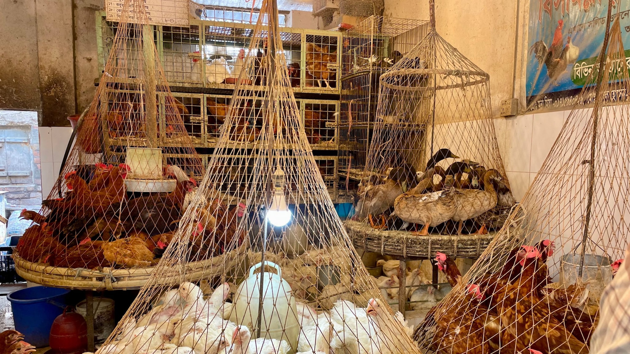 Chickens and ducks sit on several platforms under nets in a cement room