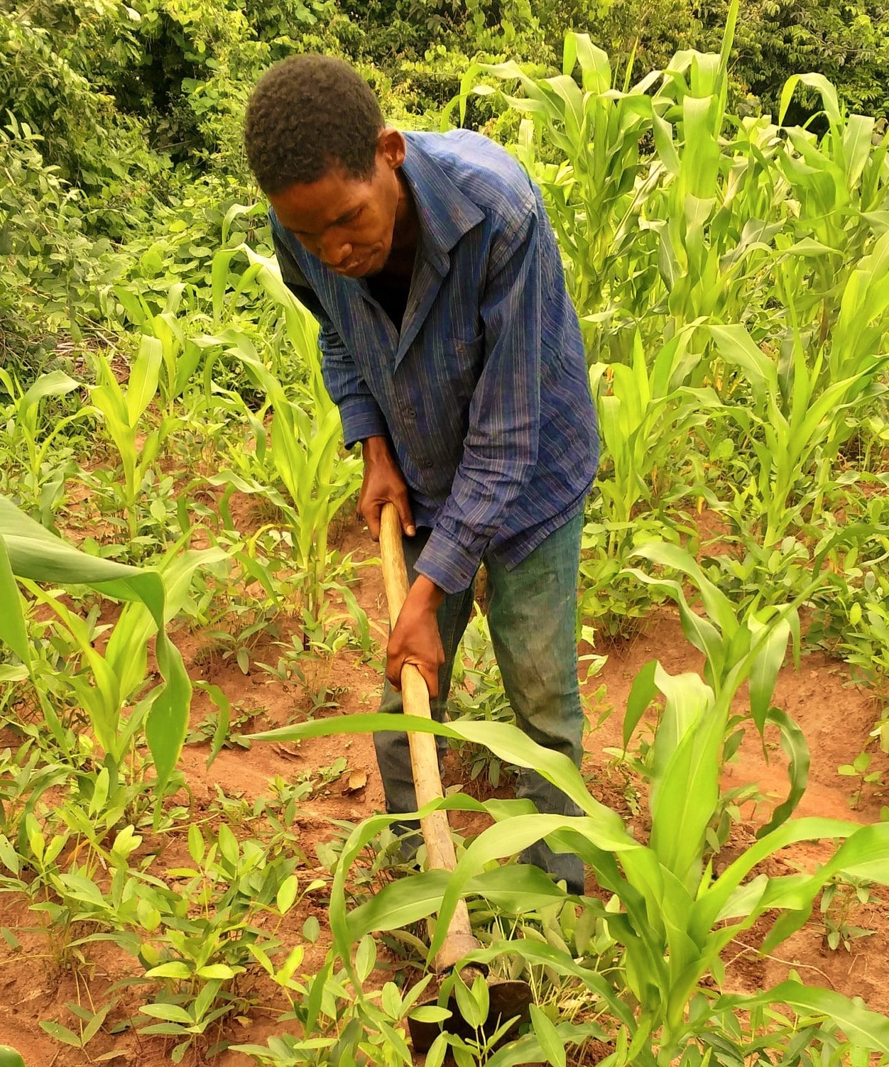 Image of TB survivor, Mr. Ramadhani Bernadina, working in his garden.