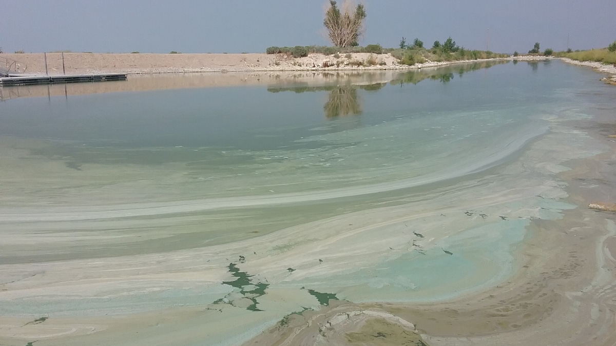 Marina with algae-covered water. The water looks like paint has been spilled on it.