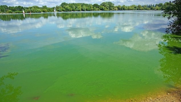 Lake surrounded by trees and bushes. The lake water is bright green from algae.