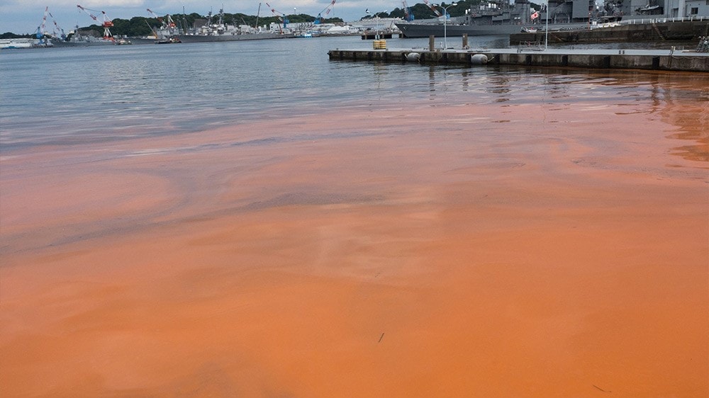 Marina with a red-orange bloom of algae in the foreground and docks and boats in the background