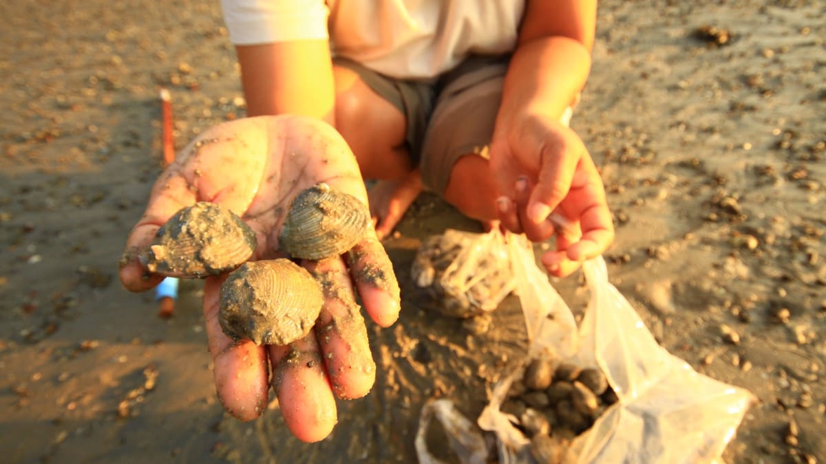 Person on a sandy beach holding out three shellfish in their hand. They have two plastic bags full of shellfish on the sand.