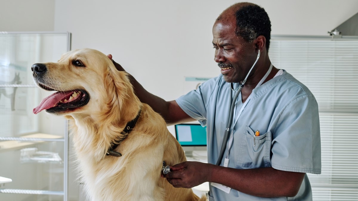 Veterinarian examining a large dog in a veterinary office