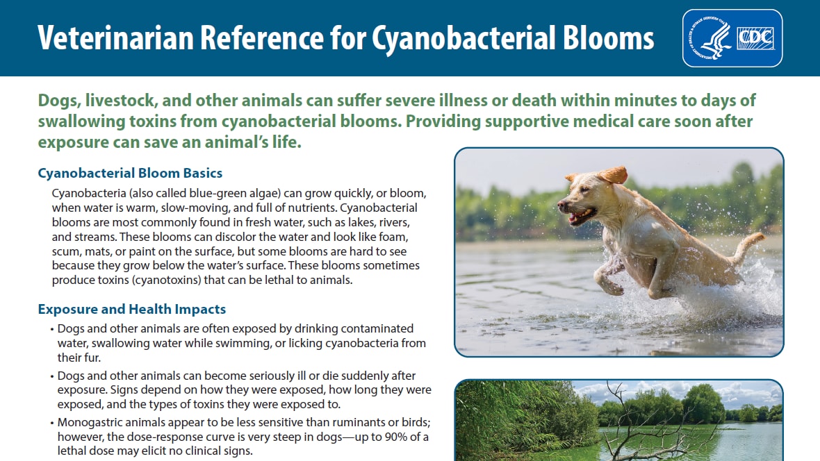 thumbnail of vet reference for cyanobacterial blooms