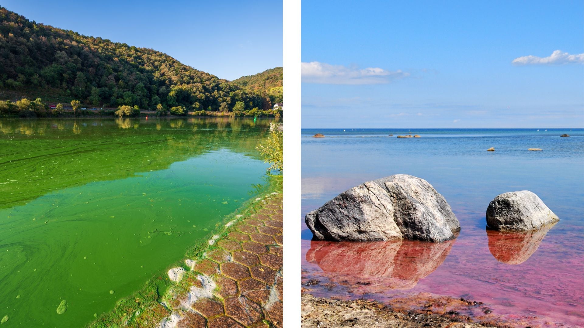 River with bright green, streaky water on the left and sea with bright pink, streaky water on the right.