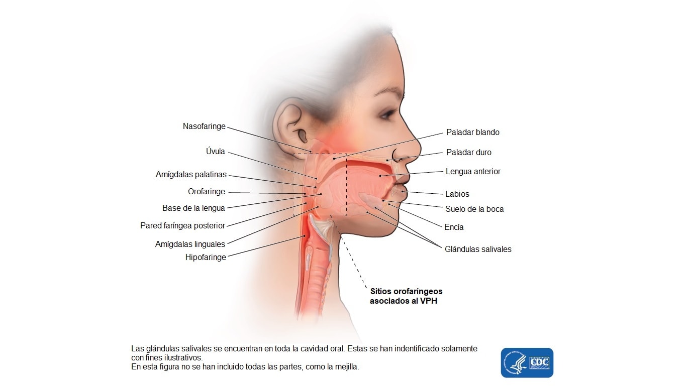 Diagrama de la región de la cabeza y el cuello