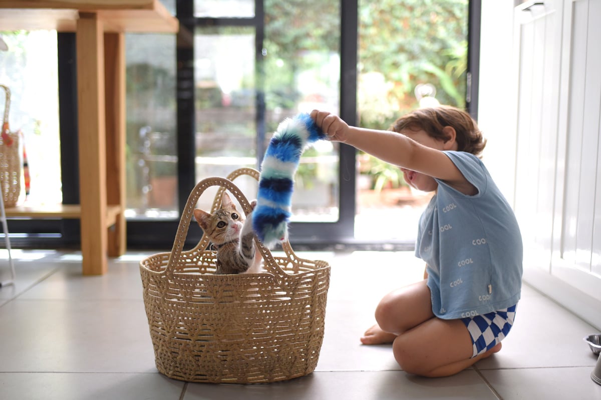 A young boy plays with a kitten