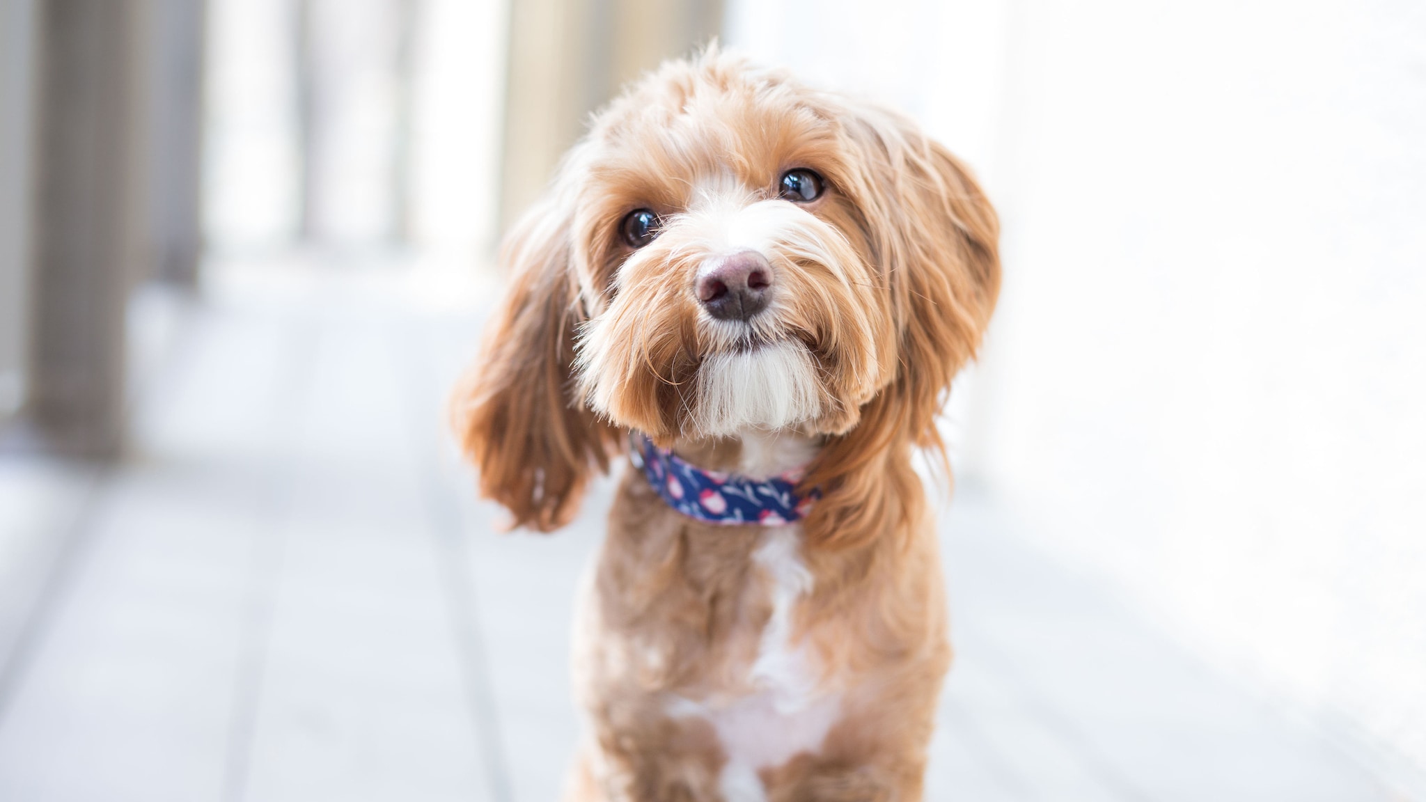 A small brown and white dog