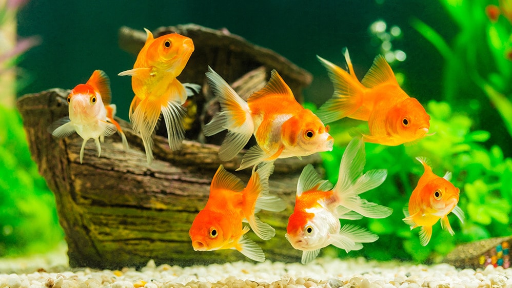 Goldfish in a tank