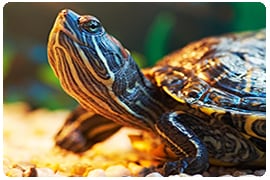 turtle image