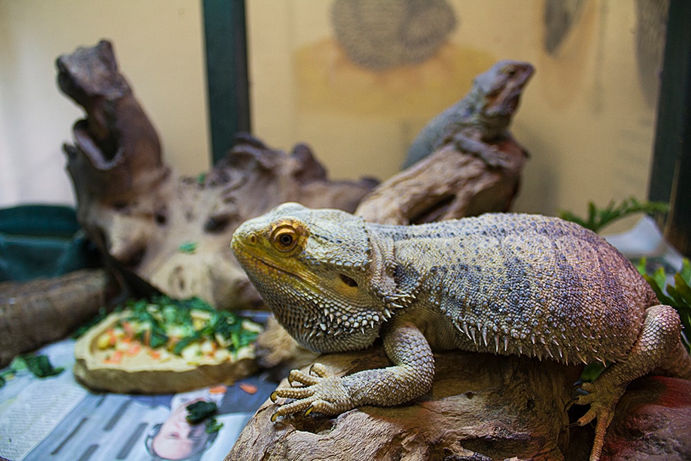 Bearded Dragons relaxing in their environment