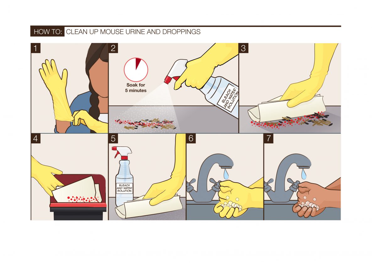 A 7-step illustration showing how to clean rodent droppings.