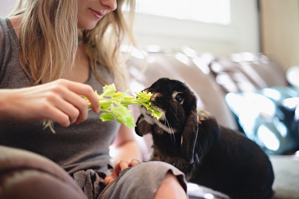 Feeding a Rabbit Celery