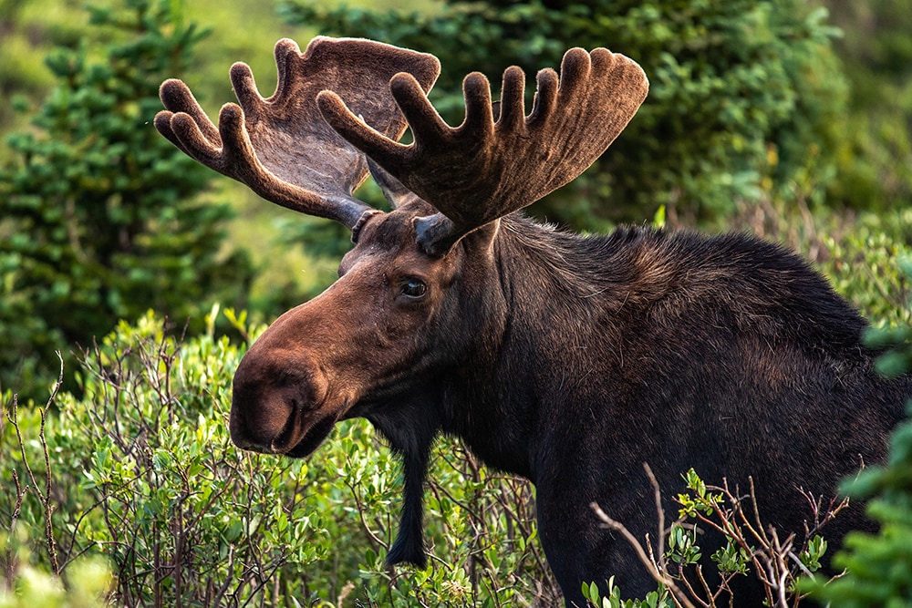 Colorado Bull Moose