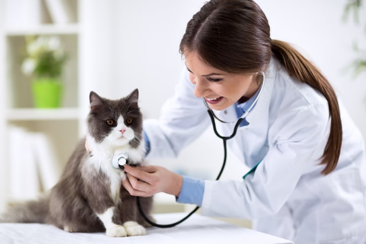 Persian cat with veterinarian doctor