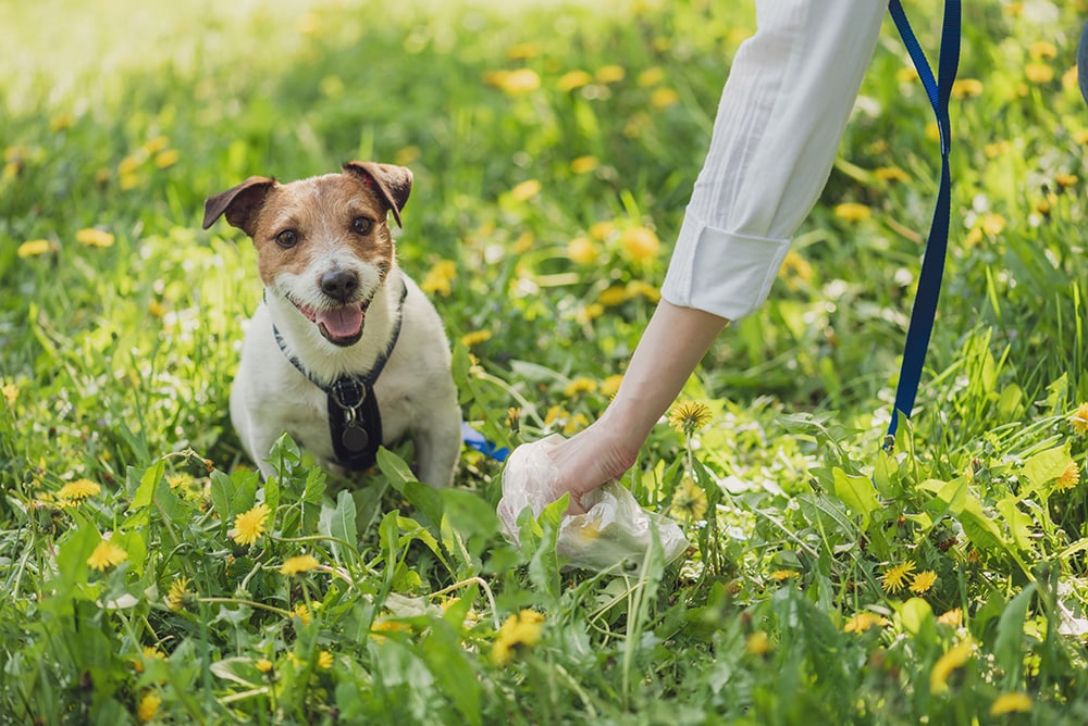 Pet owner picks up dog's poop cleaning up mess