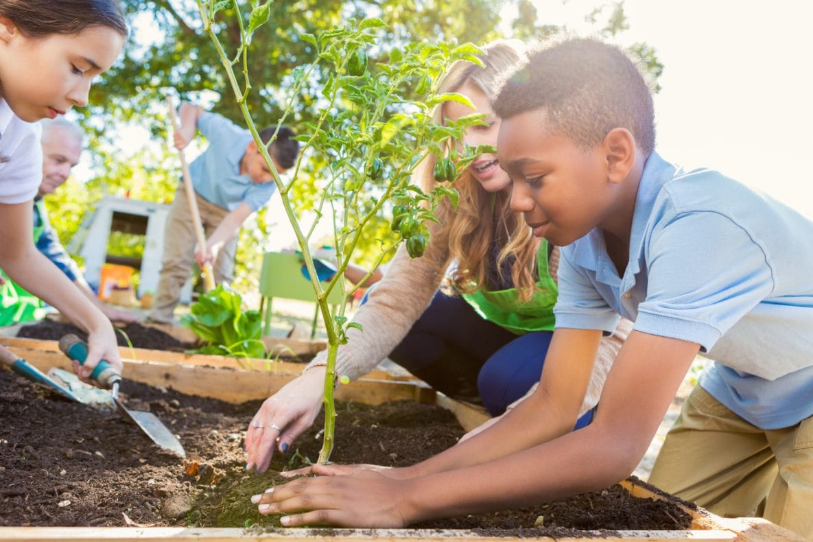 Elementary age students are working in school garden with teacher, planting vegetables and learning about plant life.