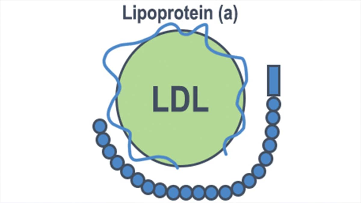 Lipoprotein (a)