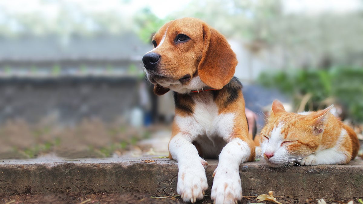 Pets are sitting outside