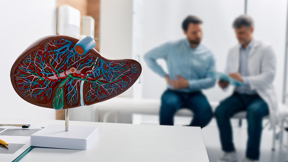 A 3-d model of the human liver on a table in a doctor's office