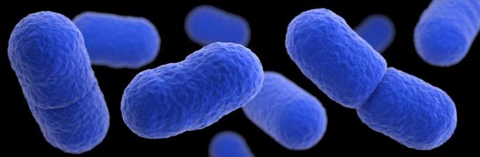 A three-dimensional, computer-generated image of a grouping of Listeria monocytogenes bacteria.