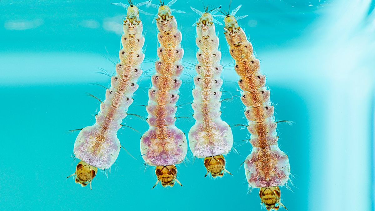 A. quadrimaculatus larvae