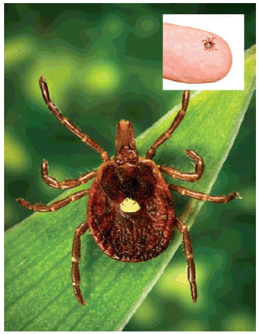 The figure shows the Lone Star tick (Amblyomma americanum).