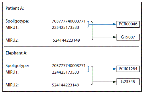 The figure is a genotyping analysis of Mycobacterium tuberculosis isolates from patient A and elephant A from an Oregon zoo tuberculosis outbreak in 2013.