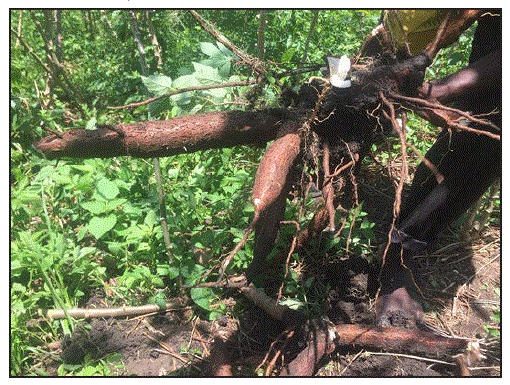 The figure is a photo of cassava roots.