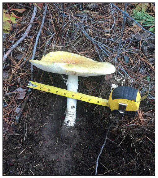 The figure is a photograph of an Amanita muscaria var. guessowii mushroom found at the Minnesota site where the patient reported collecting mushrooms that resulted in intoxication following consumption in October 2018.