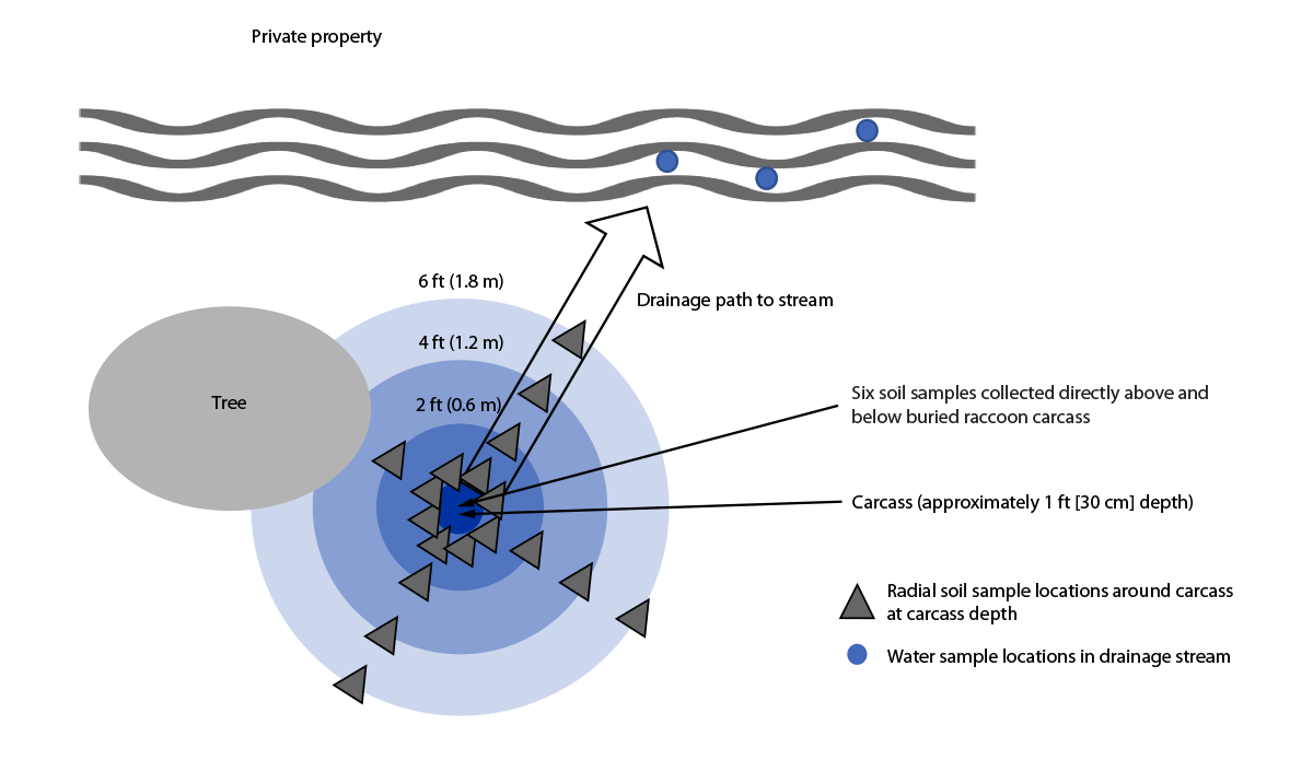 The figure is a diagram of the environmental sample locations around the raccoon carcass burial site (aerial view) from the Burkholderia pseudomallei investigation in Texas in 2022.