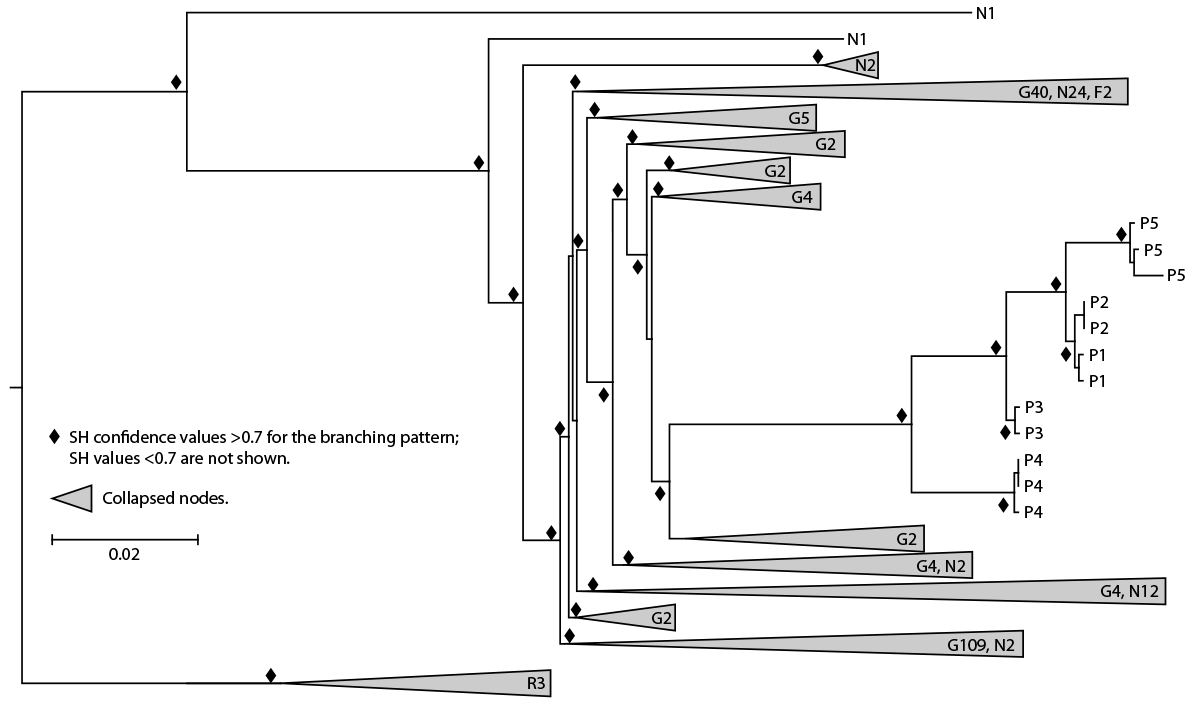 Figure 2 is a tree branch graph depicting the maximum likelihood phylogeny of HIV polymerase sequences from spa A patients 1–5 and client receiving diagnosis of HIV infection in 2012, compared with sequences from GenBank and local HIV surveillance databases in New Mexico during 2018–2023.