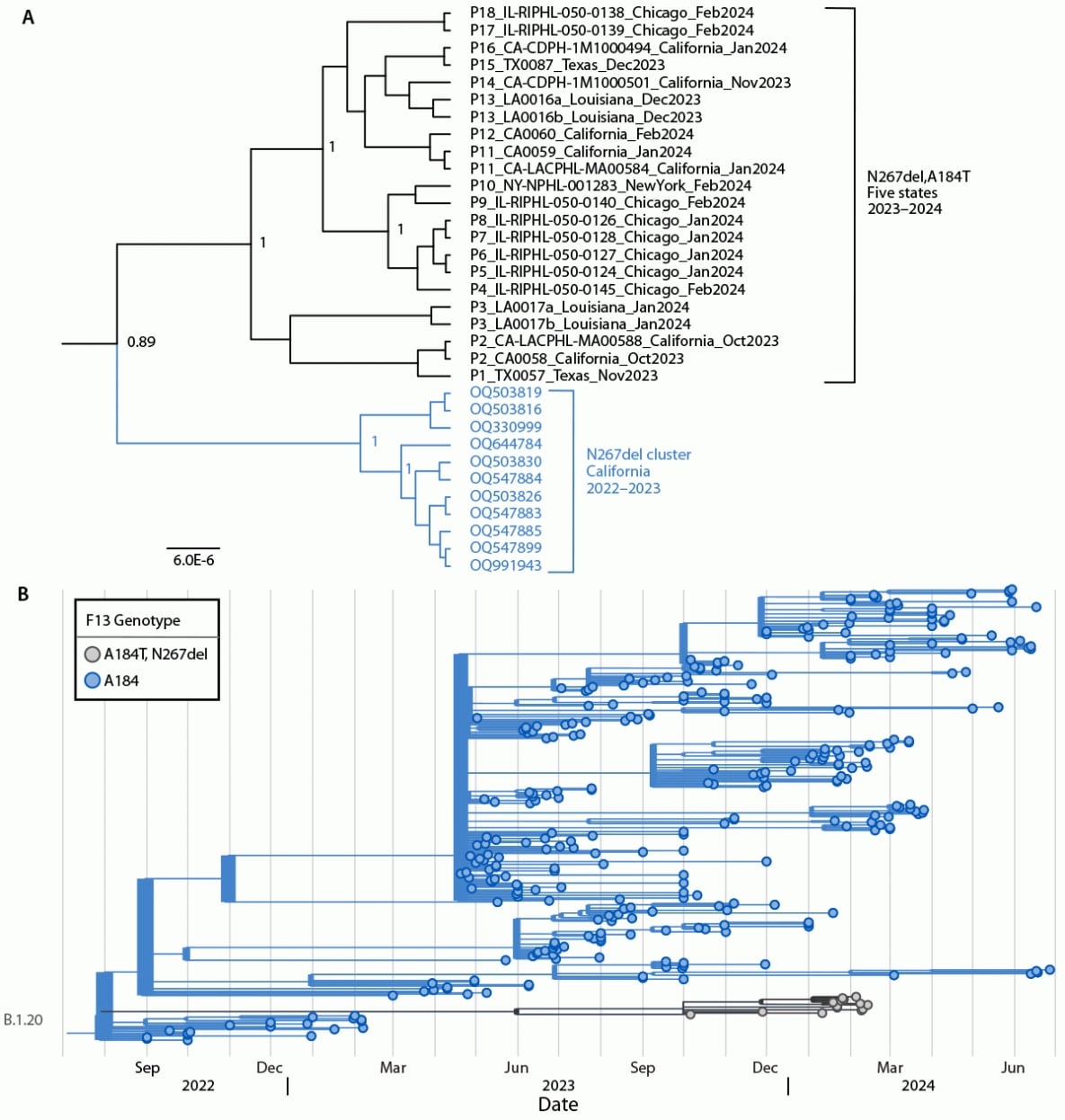 Figure is a phylogeny of tecovirimat-resistant monkeypox viruses with asparagine 267 deletion and alanine 184 to threonine substitution among 18 U.S. cases with a previous tecovirimat-resistant cluster from California and with representative monkeypox virus sequences in the United States during 2023–2024.