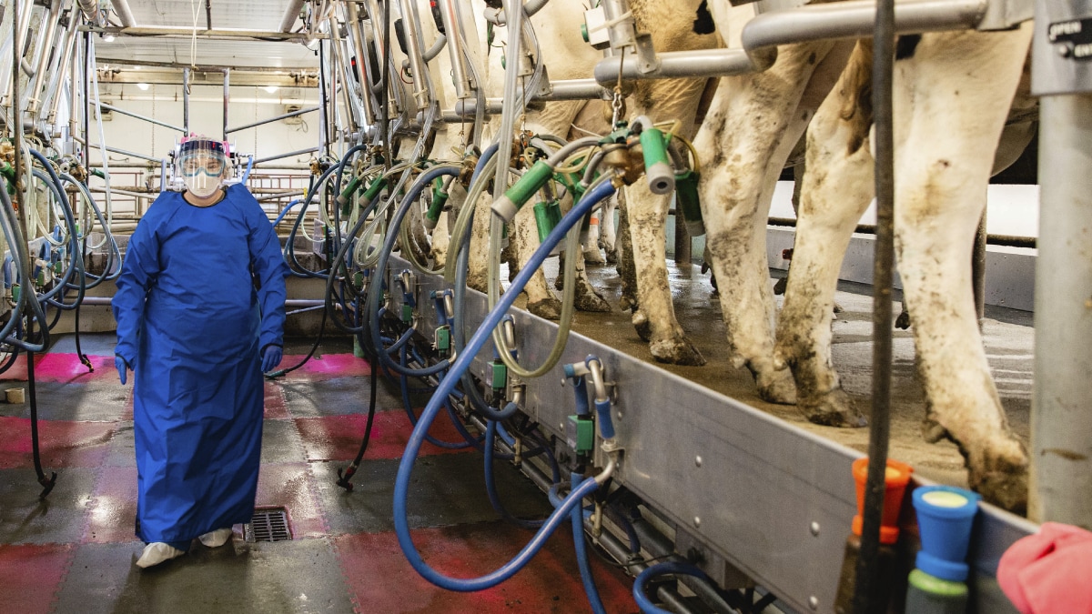 The image shows a dairy worker wearing person protective equipment standing next to a milking stanchion.