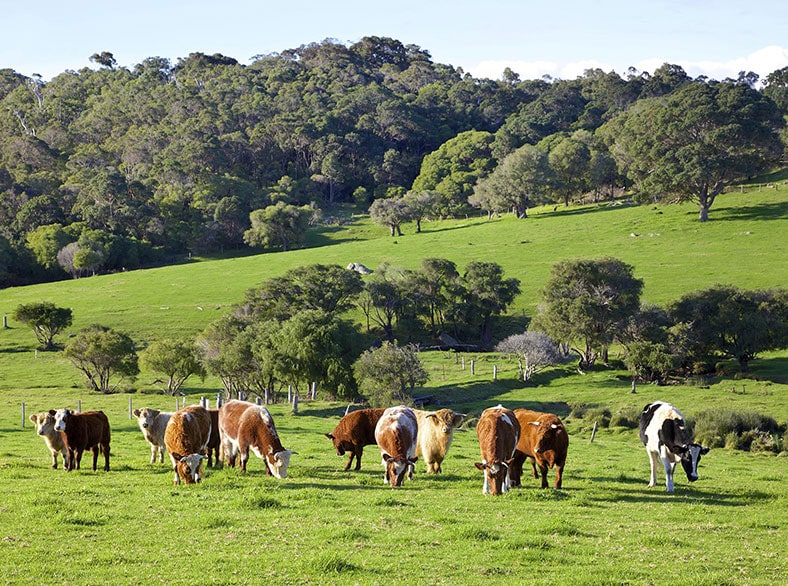 Herd of cattle out in a pasture.