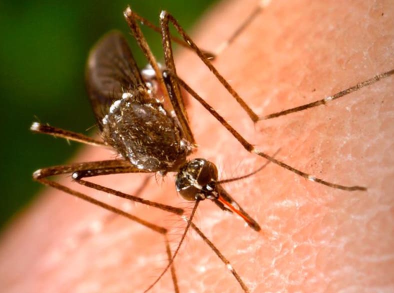 Mosquito sitting on skin. 