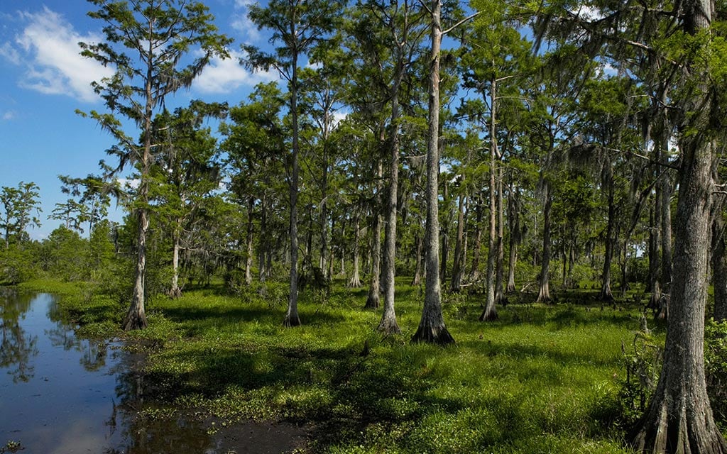 Trees near a lake in a marshy area.