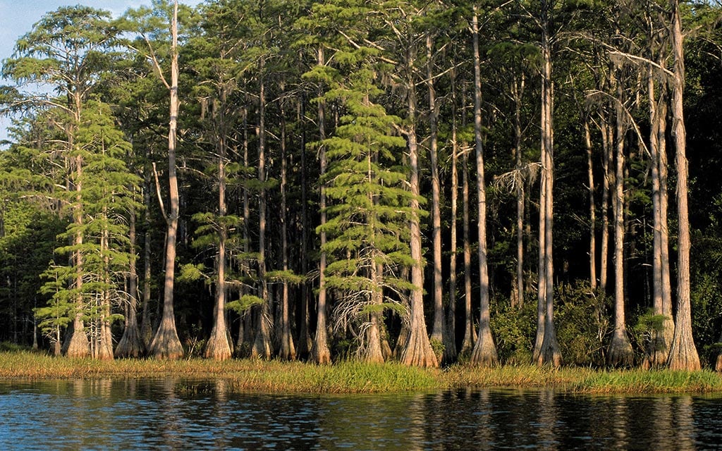 A lake surrounded by trees.