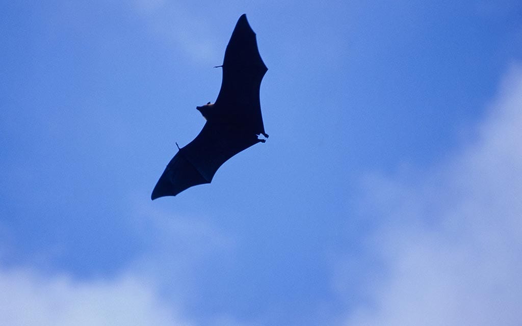 A bat flying in the sky.