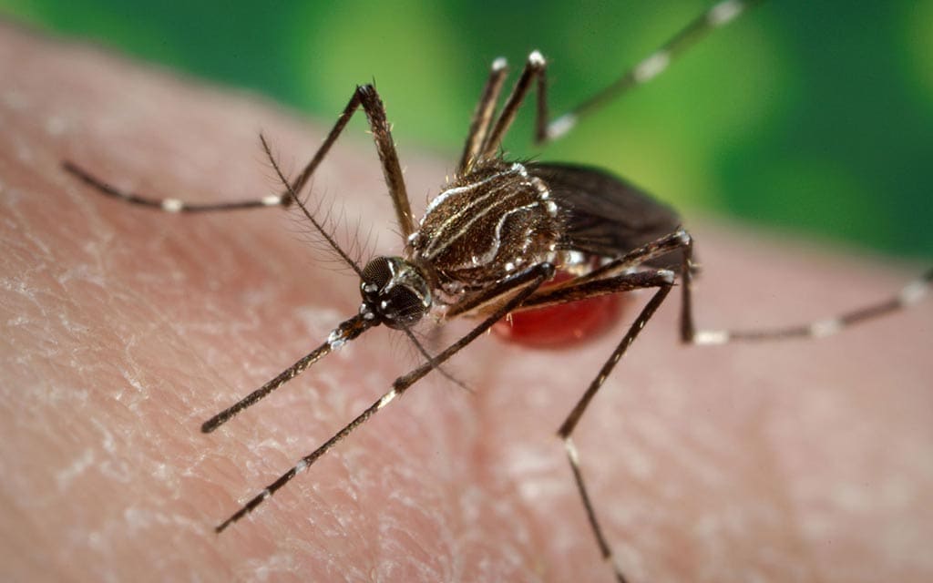 Mosquito biting a human.