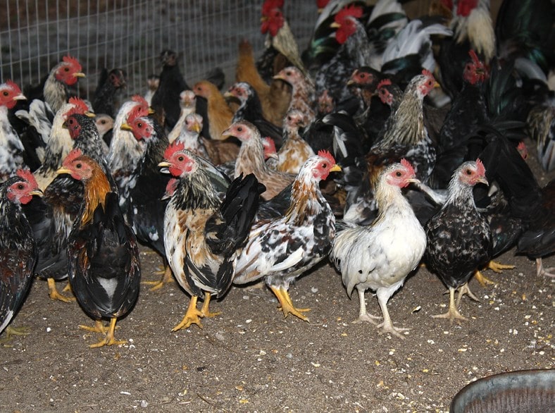 Chickens in a chicken coop.