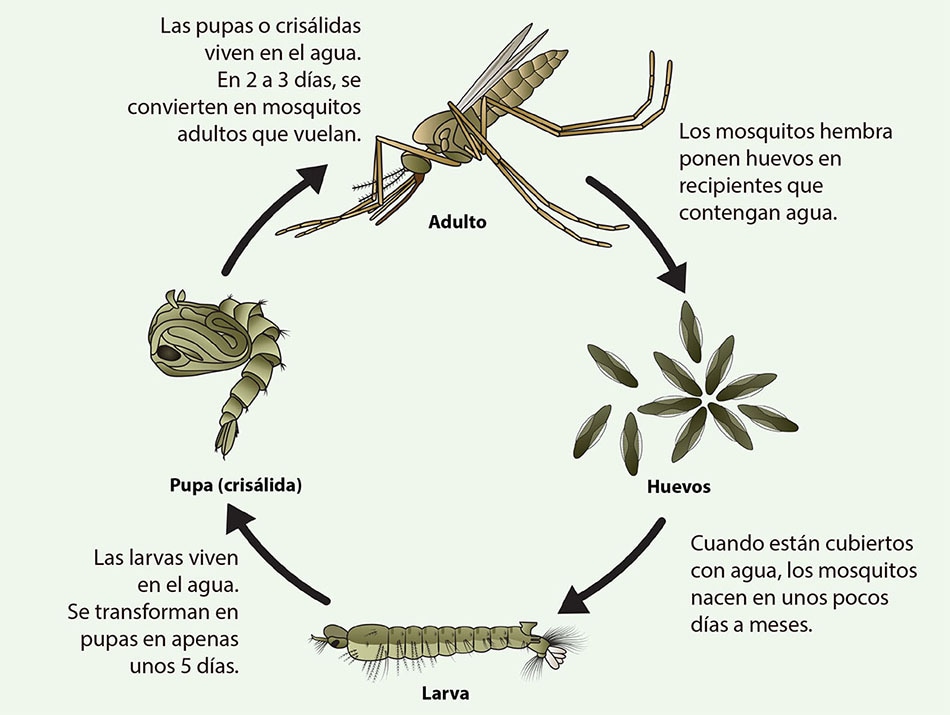 The life cycle of an Anopheles species mosquito includes an adult phase, an egg phase, a larval phase, and a pupal phase. It usually takes 10 to 14 days for an egg to develop into an adult mosquito.