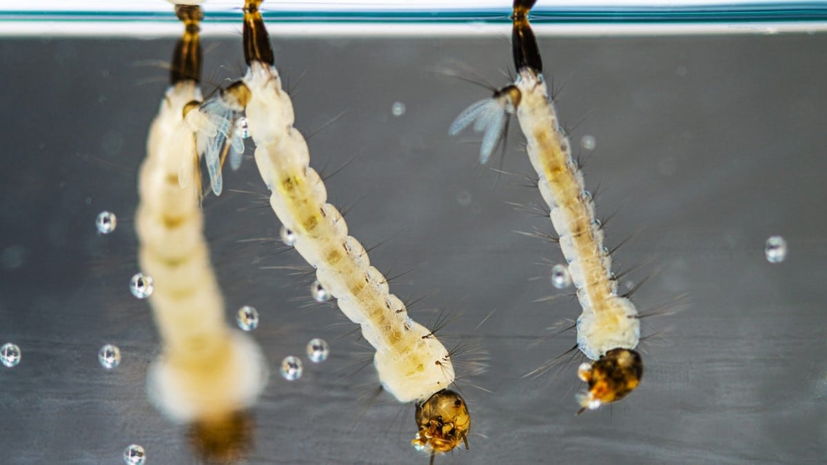 Larvas de mosquito Aedes aegypti en agua estancada.