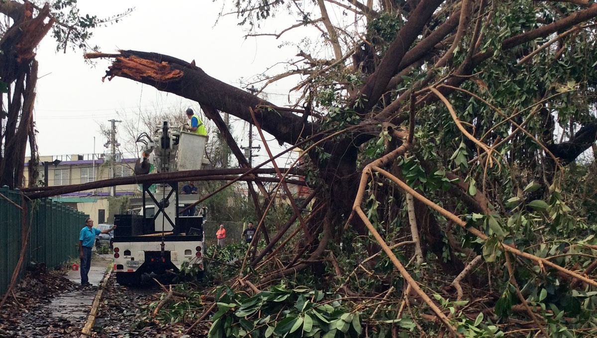 Trabajadores en un camión preparándose para sacar un árbol caído de una calle.