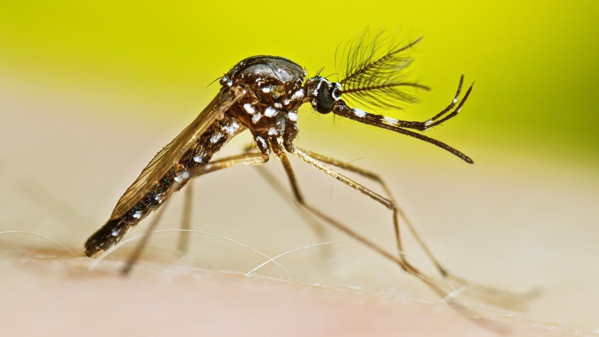 Closeup of a resting adult male Aedes aegypti mosquito.