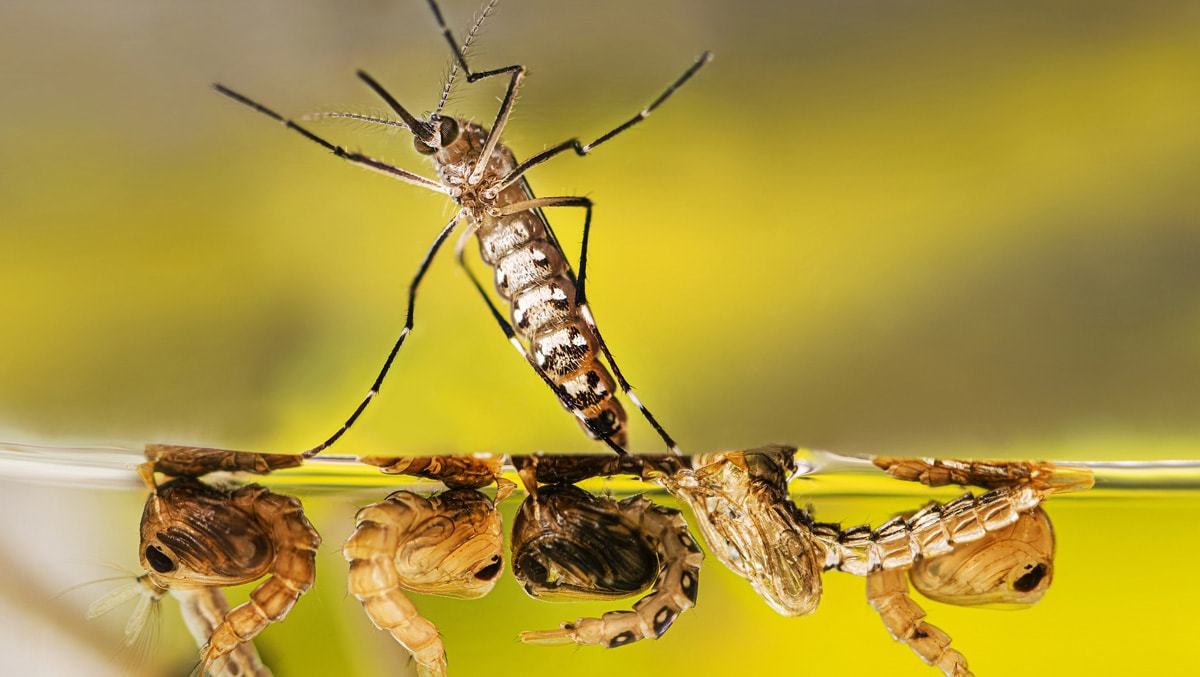 An adult Aedes aegypti mosquito emerges from water. Four pupae are adjacent.